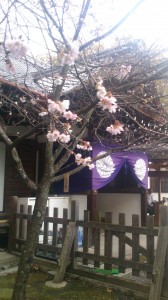 平野神社②