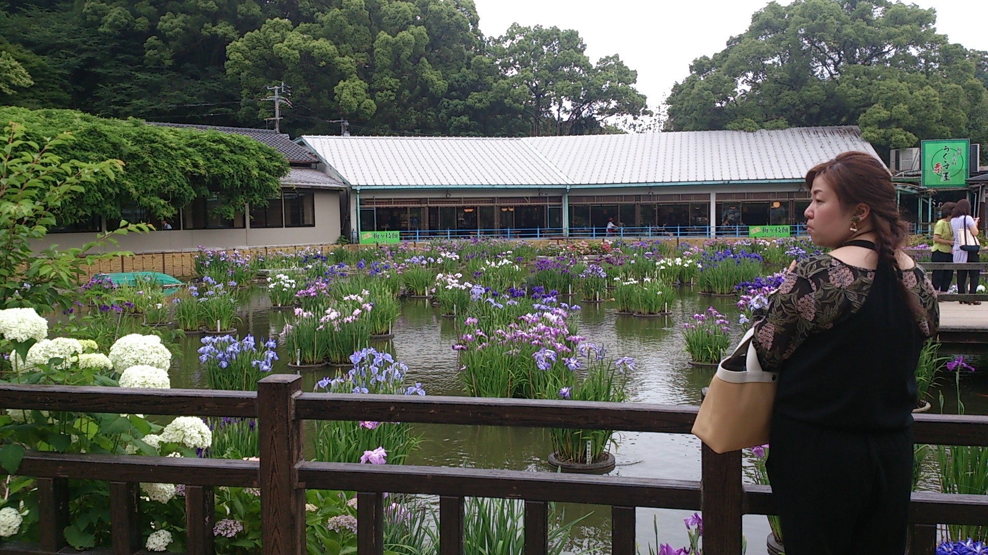 dazaifu紫陽花