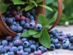 bilberry-berry-crop-basket-leaves